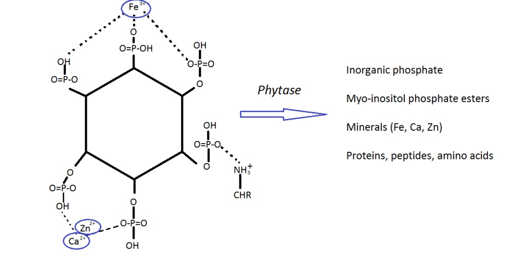 The structure of phytic acid, and the nutrients released after its degradation by phytase (adapted from Gobetti et al, Food Microiology 37(2014) 30-40)
