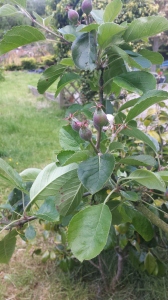 To me nothing signifies summer so much as our little apple buds beginning to swell.